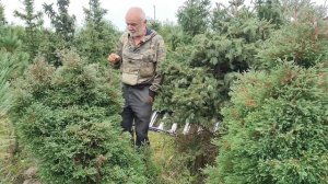 Туя западная ‘Ericoides’: старейший сорт, незаслуженно обделенный вниманием