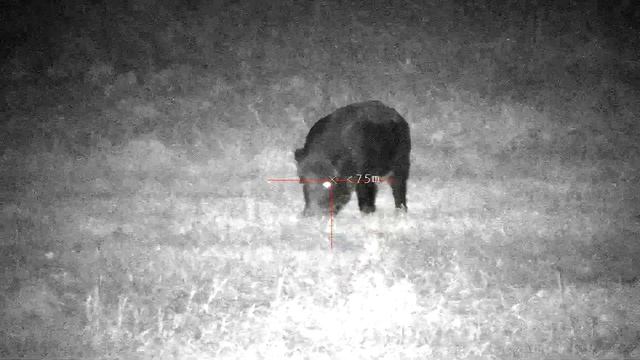 PARD NV008S-LRF official boar hunting. TG3 9.6/53 Lancaster carbine.18+ смотреть онлайн