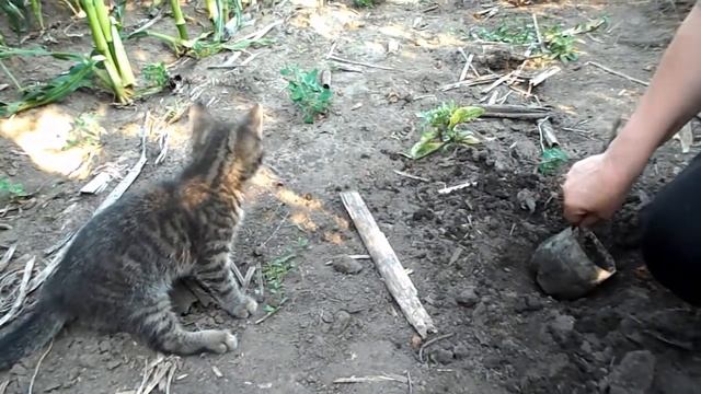 Утеря котёнка. Брошенные котята. Пятнадцатый день. смотреть онлайн