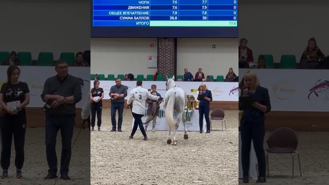 Орловский рысистый жеребец Позитив 3 (2018) смотреть онлайн