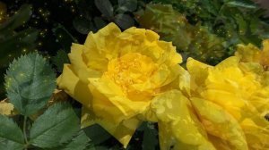 Жёлтые розы. Натуральный футаж