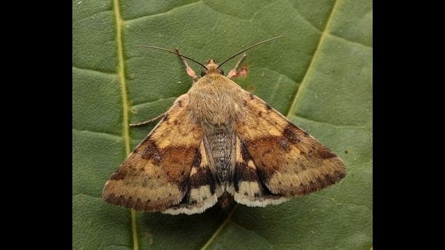 Как выиграть битву за урожай с совкой? смотреть онлайн