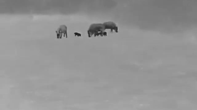 Night Pearl Seer 50 Plus thermal hunting Wild Boar 13 смотреть онлайн