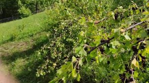 Золотистая смородина сорт ШАФАК