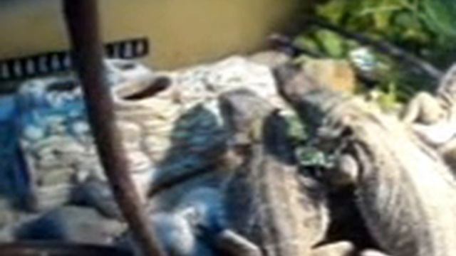 Большой ругается смотреть онлайн