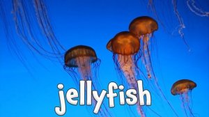 Australian Animals!  Learn Australian Animals for Kids