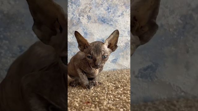 Свободные малыши канадского сфинкса😻 смотреть онлайн