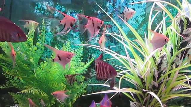 Скалярия содержание в аквариуме. Скалярия совместимость и уход.