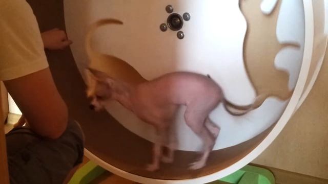 Беговое колесо для кошки или собаки