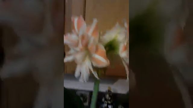 Dancing Queen Amaryllis смотреть онлайн