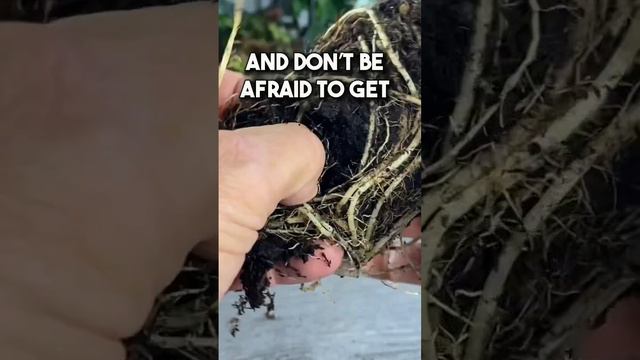 Alocasia Rootbound? #plantcare #plantcaretips #planthacks #planttips #plants #houseplants #rootboun смотреть онлайн