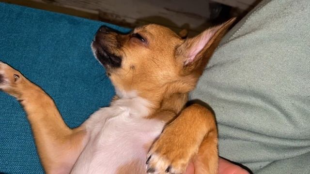 Чихуахуа Эми: запах борща, Эми храпит, обнимашки, антистресс. Funny Chihuahua #Amydog смотреть онлайн