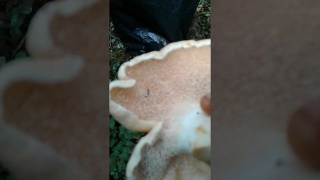 Собираем грибы смотреть онлайн