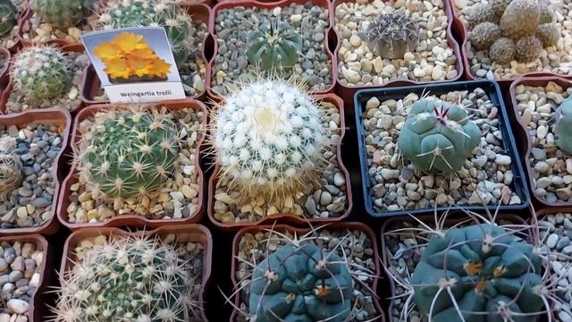 Выставка "Кактус-фест" прошла в Москве в сентябре 2021г смотреть онлайн