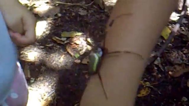 Pegando Aranha Néfila - Handling spider (Nephila) смотреть онлайн