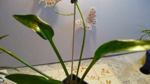 Дримиопсис и Ледебурия - комнатные растения.