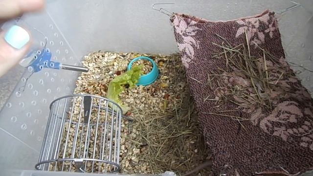 МЫШКА Микки!! / Содержание декоративных МЫШЕЙ смотреть онлайн