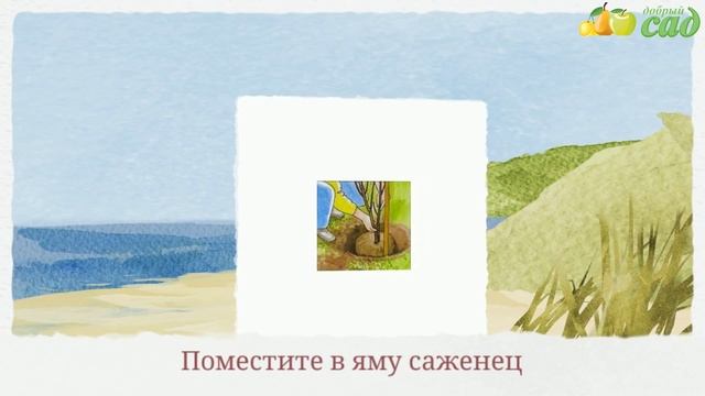 Посадка киви - как правильно посадить киви смотреть онлайн