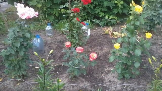 МОИ ЦВЕТЫ С ВЕСНЫ ДО ОСЕНИ смотреть онлайн