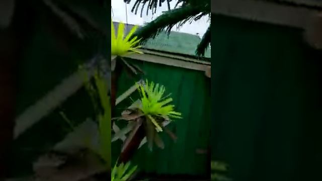 Цветы из пластиковых бутылок.безумно красиво.)) смотреть онлайн
