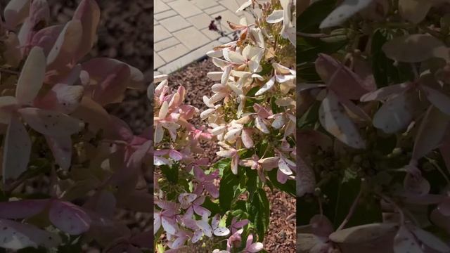 Метельчатая гортензия Стар Роуз в сентябре#Hydrangea panicul Star Rose смотреть онлайн