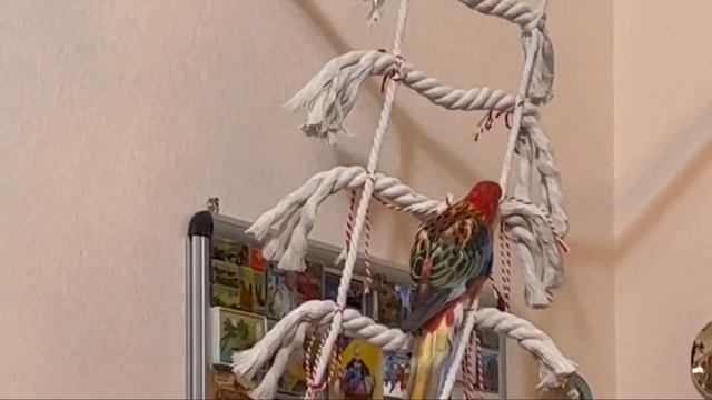 Знакомство с попугаем розелла.