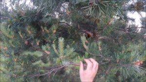 Сосновая шишка. Польза и применение (Будни охотника и рыбака)