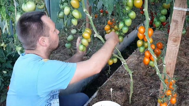 Томат Барокко F1!!! Партнёр продолжает удивлять... смотреть онлайн