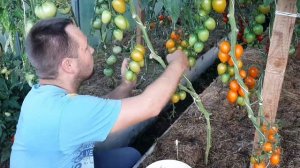 Томат Барокко F1!!! Партнёр продолжает удивлять...