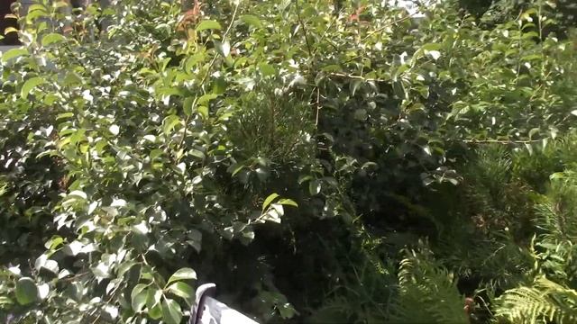 Урожайные кусты и плодовые деревья.(без хим.обработок) Вишни ,зелёная смородина, канадская ирга ... смотреть онлайн
