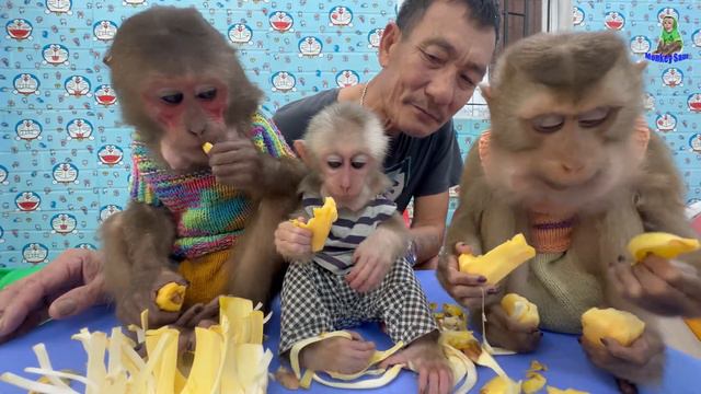 Monkey baby So cute | Theo, Sam, Asher Grandpa loves jackfruit смотреть онлайн