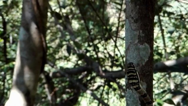 10 Животных, которые Умеют Летать смотреть онлайн