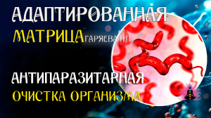 Антипаразитарная матрица 🌀 Адаптированная программа матрица по технологии Гаряева ☀️ SoftRadio.ru