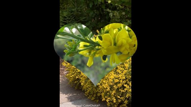 ДРОК  (GENISTA)  Cем. Бобовые