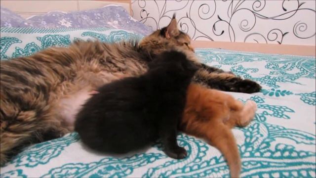 Френсис Дрейк и Филлип Моррис смотреть онлайн