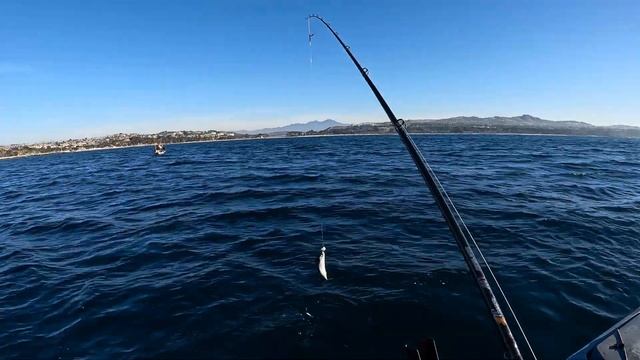 Dana Point Harbor Kayak Fishing Sheepshead & Sand Bass смотреть онлайн