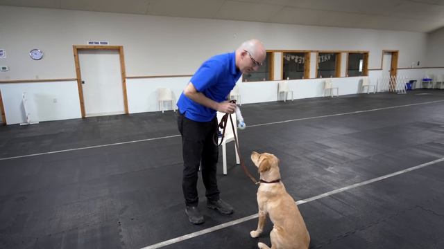 3 Indoor Exercises That TRANSFORM Your Outdoor Dog Training смотреть онлайн