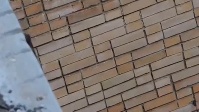 О птицах. Строим гнездо. смотреть онлайн