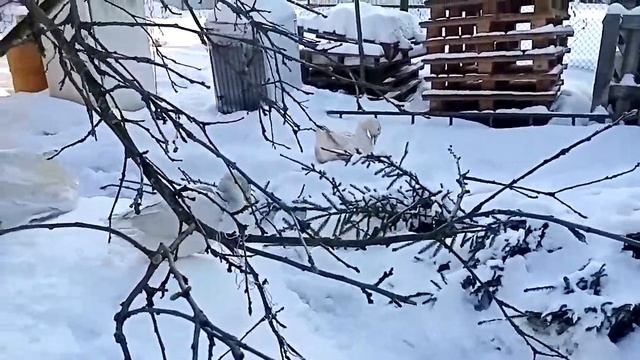 Новая гусыня. смотреть онлайн