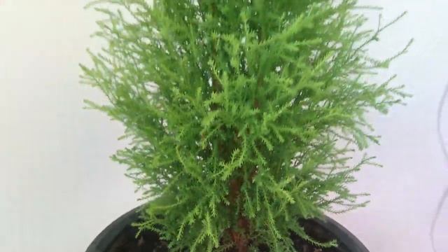 Хвойные растения дома под фитолампами. Опыт выращивания. смотреть онлайн