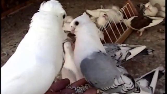 Pigeons Fight On My Hand
