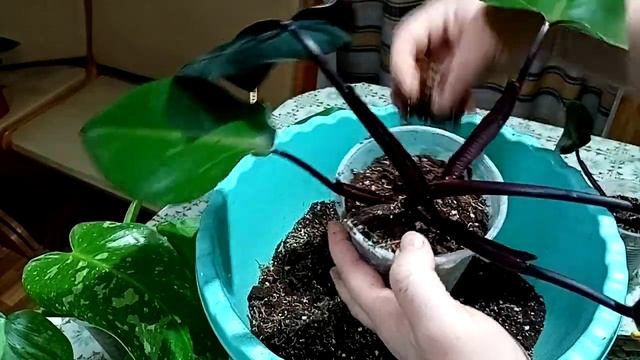 Комнатные цветы. Давайте посадим черенки. смотреть онлайн