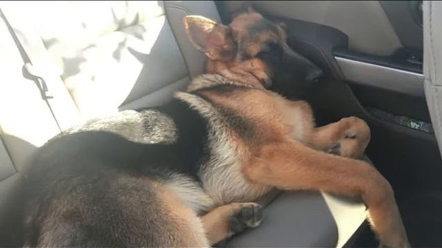 Мальчик откладывал еще живой собаке на памятник все свои карманные деньги смотреть онлайн