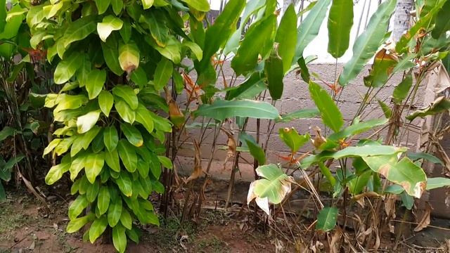 #Керала обзор #аюрведа отель #Nikkisnest Где брать номер ? Часть 1 смотреть онлайн