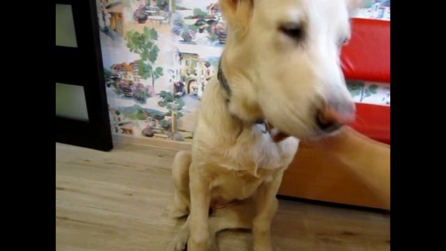 Чем кормить щенка алабая смотреть онлайн