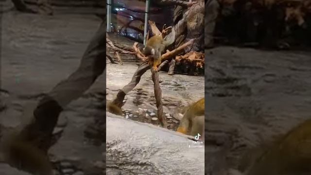 Обезьянки в московском торговом центре гранд в районе метро котельники мини-зоопарк в тц грант смотреть онлайн
