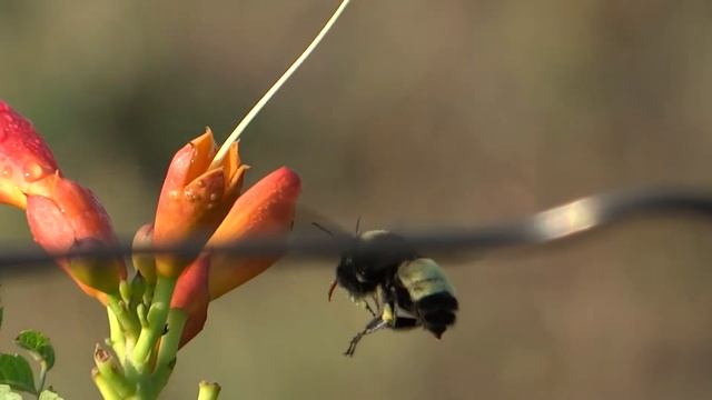 Sony HX200 Bumble Bee, Cottontail & Spider смотреть онлайн