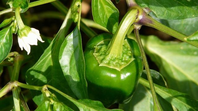 Какой прием приблизит созревание ПЕРЦА быстрее смотреть онлайн