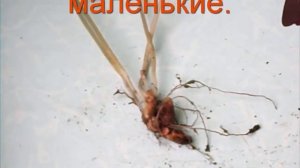 Как размножается оксалис (кислица). Комнатные растения. ?