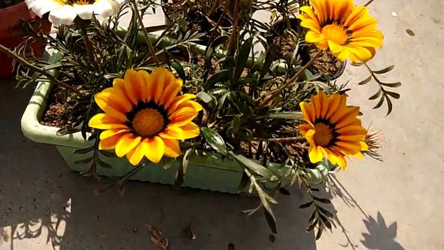 gazania смотреть онлайн